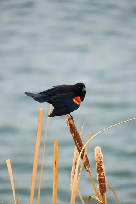 Framed Print : Sergeant Blackbird: Exploring the Wilderness of Canada's Migratory Avian Beauty Framed Print : Sergeant Blackbird: Exploring the Wilderness of Canada's Migratory Avian Beauty