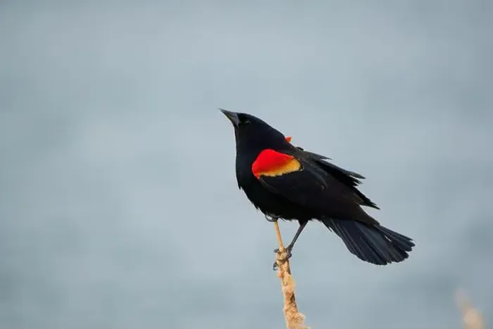 Framed Print : Sergeant Blackbird: Exploring the Wilderness of Canada's Migratory Avian Beauty Framed Print : Sergeant Blackbird: Exploring the Wilderness of Canada's Migratory Avian Beauty