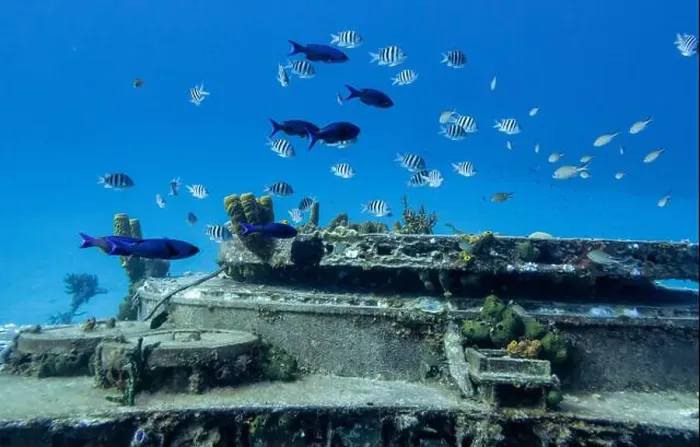 Framed Print : Sergeant Majors and Blue Parrotfish swim around the Russian Frigate M / V Captain Keith Tibbets in the waters off Cayman Framed Print : Sergeant Majors and Blue Parrotfish swim around the Russian Frigate M / V Captain Keith Tibbets in the waters off Cayman