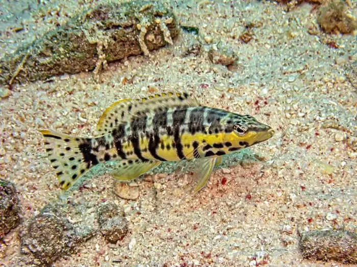Framed Print : Serranus tigrinus, the harlequin bass, is a species of marine ray-finned fish, a sea bass from the subfamily Serraninae