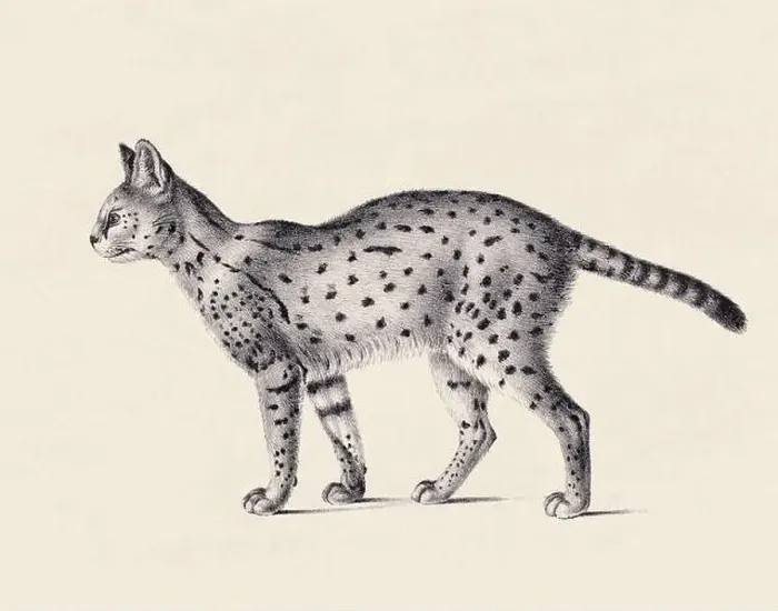 Framed Print : Serval illustration. Pencil sketch of a serval isolated on an aged beige background Framed Print : Serval illustration. Pencil sketch of a serval isolated on an aged beige background