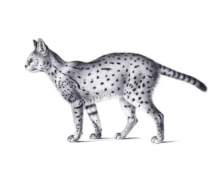 Framed Print : Serval illustration. Pencil sketch of a serval isolated on a plain white background Framed Print : Serval illustration. Pencil sketch of a serval isolated on a plain white background