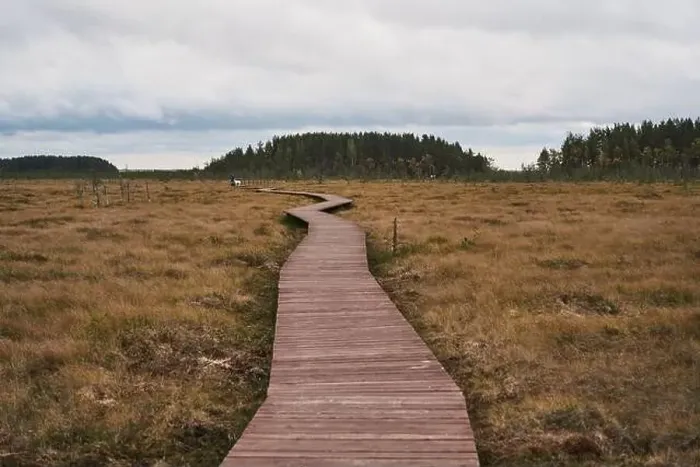 Framed Print : Sestroretsk swamp eco-trail without people, passing directly over the swamp, going into the forest. Autumn season Framed Print : Sestroretsk swamp eco-trail without people, passing directly over the swamp, going into the forest. Autumn season