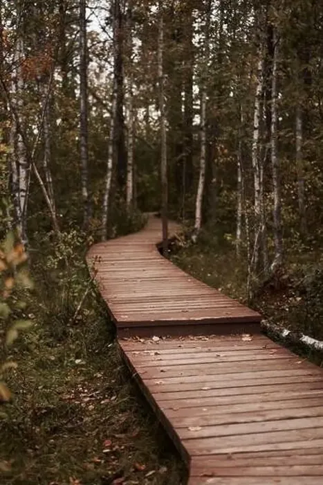 Framed Print : Sestroretsk swamp eco-trail without people, passing directly over the swamp, going into the forest. Autumn season Framed Print : Sestroretsk swamp eco-trail without people, passing directly over the swamp, going into the forest. Autumn season