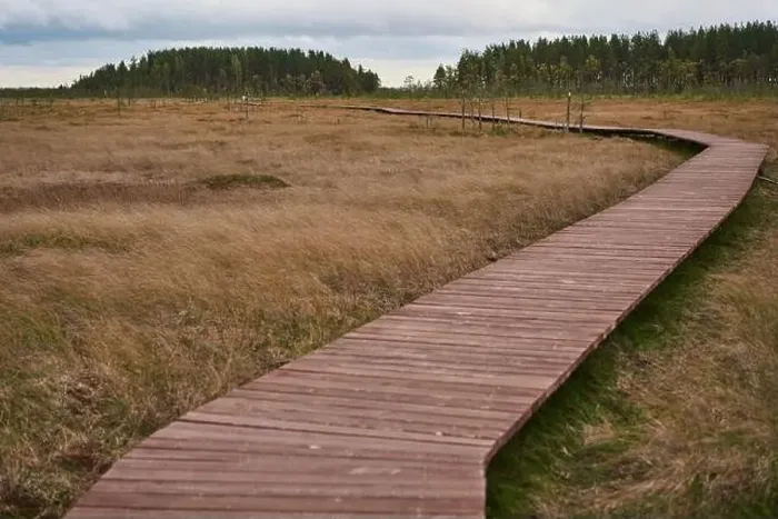 Framed Print : Sestroretsk swamp eco-trail without people, passing directly over the swamp, going into the forest. Autumn season Framed Print : Sestroretsk swamp eco-trail without people, passing directly over the swamp, going into the forest. Autumn season