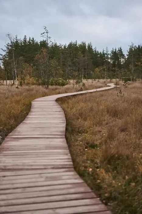 Framed Print : Sestroretsk swamp eco-trail without people, passing directly over the swamp, going into the forest. Autumn season Framed Print : Sestroretsk swamp eco-trail without people, passing directly over the swamp, going into the forest. Autumn season
