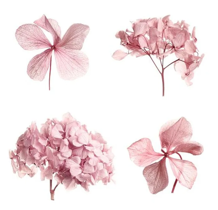 Framed Print : Set with beautiful dry flowers on white background Framed Print : Set with beautiful dry flowers on white background