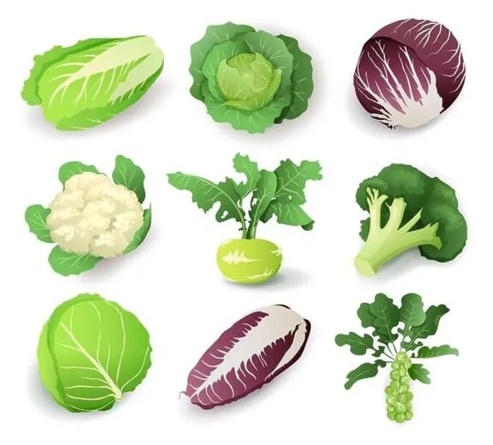 Framed Print : Set with different kinds of cabbage Framed Print : Set with different kinds of cabbage