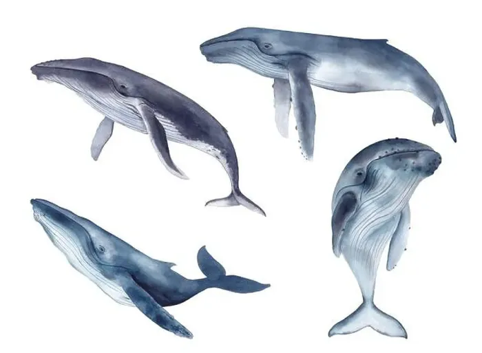 Framed Print : Set of whales. Watercolor hand drawn illustration isolated on white background Framed Print : Set of whales. Watercolor hand drawn illustration isolated on white background