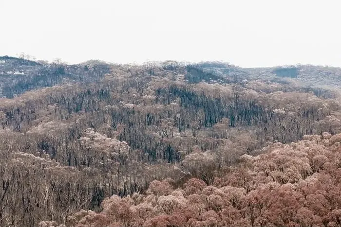 Framed Print : Severely burnt Eucalyptus trees after a bushfire in The Blue Mountains Framed Print : Severely burnt Eucalyptus trees after a bushfire in The Blue Mountains
