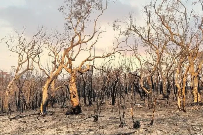 Framed Print : Severely burnt Eucalyptus trees with no leaves after a bushfire in The Blue Mountains