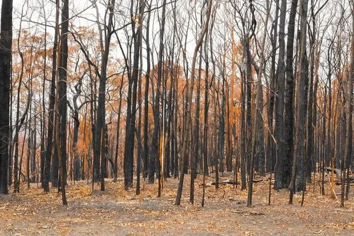 Framed Print : Severely burnt Eucalyptus trees with no leaves after a bushfire in The Blue Mountains Framed Print : Severely burnt Eucalyptus trees with no leaves after a bushfire in The Blue Mountains