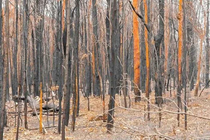 Framed Print : Severely burnt Eucalyptus trees with no leaves after a bushfire in The Blue Mountains Framed Print : Severely burnt Eucalyptus trees with no leaves after a bushfire in The Blue Mountains