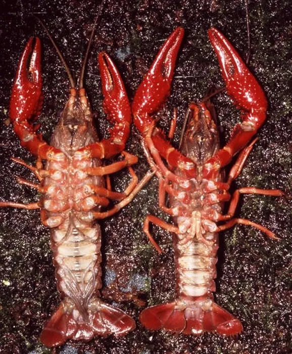 Framed Print : Sexuak dimorphism in Red swamp crayfish (Procambarus clarkii) Framed Print : Sexuak dimorphism in Red swamp crayfish (Procambarus clarkii)