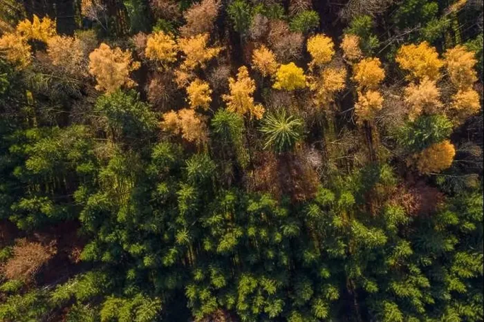 Framed Print : Shadows a falling in a autumn colored forest, drone shot straight from above Framed Print : Shadows a falling in a autumn colored forest, drone shot straight from above