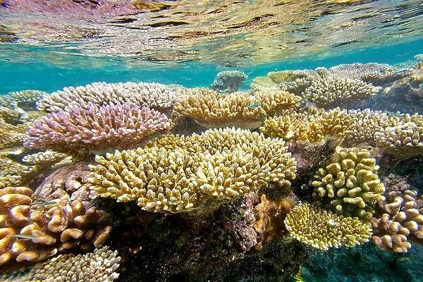 Shallow coral reef, Maldives Island