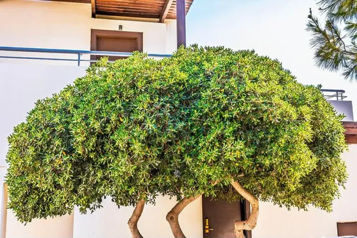 Framed Print : Shaped tree with green foliage growing near building wall in sunny garden. Greece Framed Print : Shaped tree with green foliage growing near building wall in sunny garden. Greece