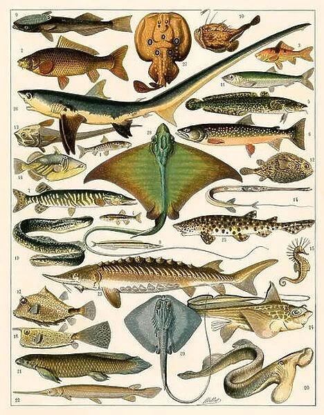 Shark, sturgeon, salmon, skate, and other fish. Color lithograph