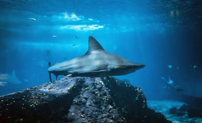 Framed Print : A shark swims underwater near a coral reef Framed Print : A shark swims underwater near a coral reef