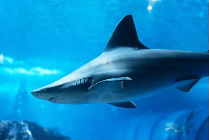 Framed Print : A shark swims underwater near a coral reef Framed Print : A shark swims underwater near a coral reef