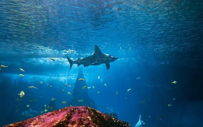 Framed Print : A shark swims underwater near a coral reef Framed Print : A shark swims underwater near a coral reef