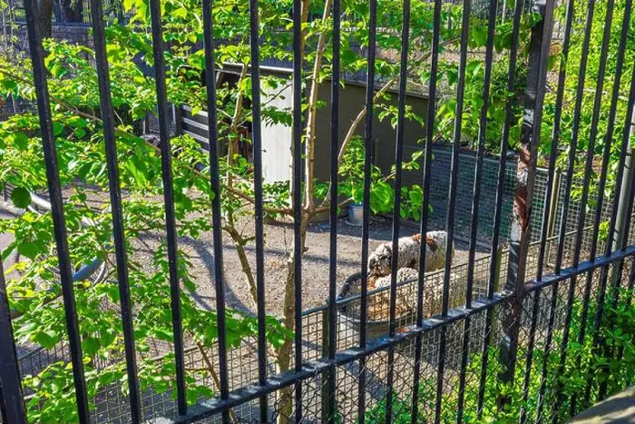Framed Print : Sheep eating feed from metal feeder behind bars in Central Park Zoo Framed Print : Sheep eating feed from metal feeder behind bars in Central Park Zoo