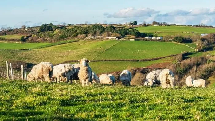 Framed Print : Sheep on farms, Devon, England, Europe Framed Print : Sheep on farms, Devon, England, Europe