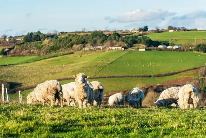 Framed Print : Sheep on farms, Devon, England, Europe Framed Print : Sheep on farms, Devon, England, Europe