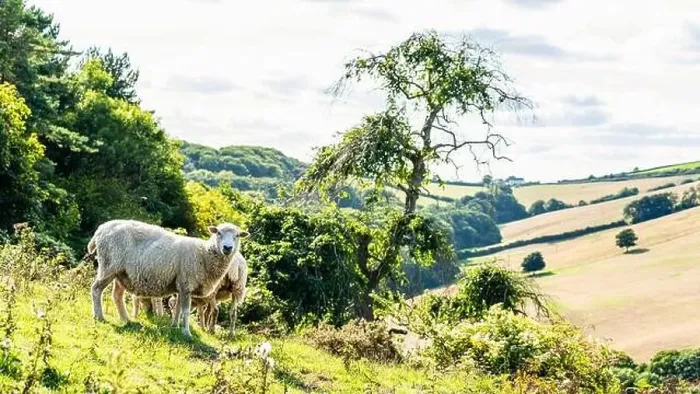 Framed Print : Sheep on farms, Devon, England, Europe Framed Print : Sheep on farms, Devon, England, Europe