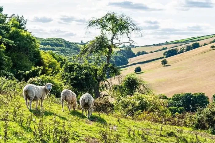 Framed Print : Sheep on farms, Devon, England, Europe Framed Print : Sheep on farms, Devon, England, Europe