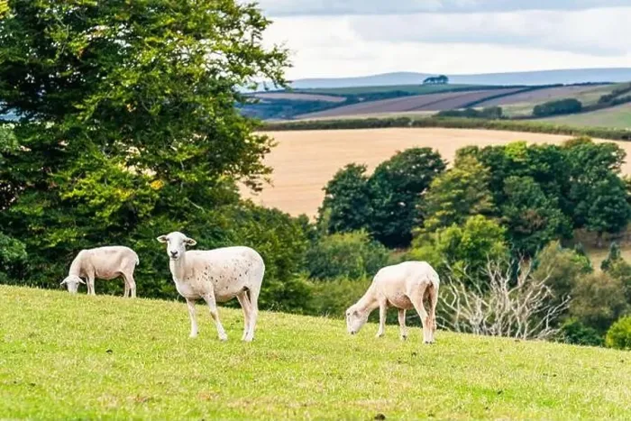 Framed Print : Sheep on farms, Devon, England, Europe Framed Print : Sheep on farms, Devon, England, Europe