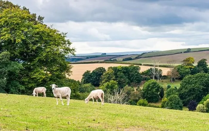 Framed Print : Sheep on farms, Devon, England, Europe Framed Print : Sheep on farms, Devon, England, Europe