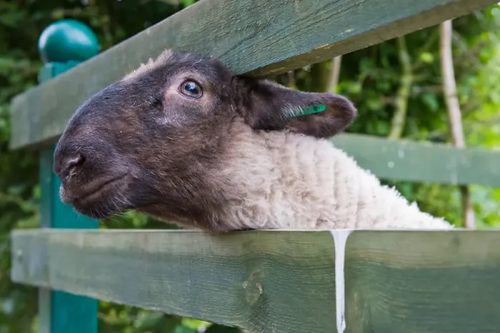 Framed Print : A sheep poking it's head through a wooden fence in the english countryside Framed Print : A sheep poking it's head through a wooden fence in the english countryside
