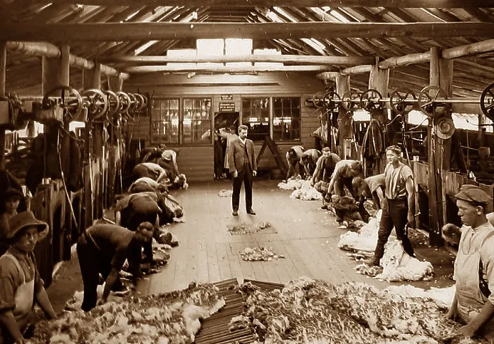 Framed Print : Sheep shearing and grading wool New South Wales Australia Victorian period Framed Print : Sheep shearing and grading wool New South Wales Australia Victorian period