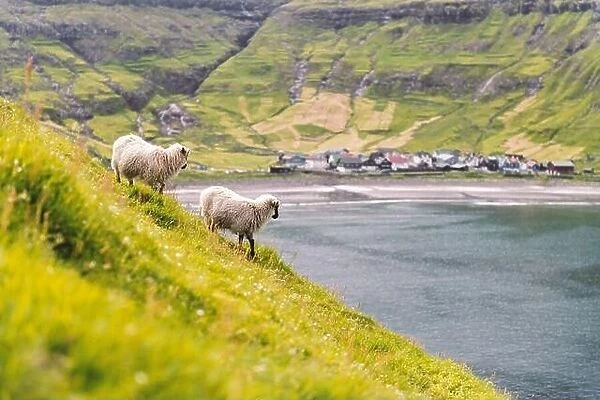 Two sheeps near Tjornuvik village beach on Streymoy island, Faroe Islands, Denmark. Landscape photography