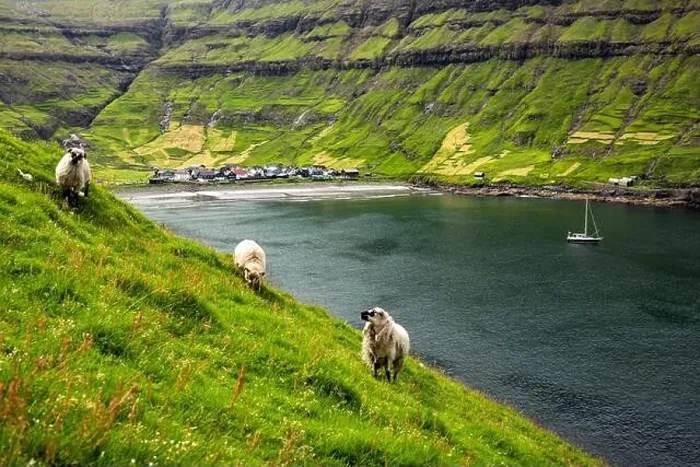 Framed Print : Three sheeps near Tjornuvik village beach on Streymoy island, Faroe Islands, Denmark. Landscape photography Framed Print : Three sheeps near Tjornuvik village beach on Streymoy island, Faroe Islands, Denmark. Landscape photography
