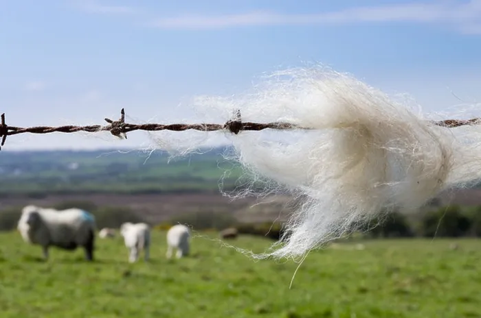 Framed Print : Sheep's wool caught on a barbed wire fence with sheep in a farm field beyond. Wales UK Britain Framed Print : Sheep's wool caught on a barbed wire fence with sheep in a farm field beyond. Wales UK Britain