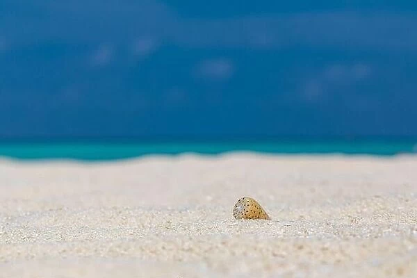 Shell on the beach. Beautiful sand summer beach holiday background, tropical horizon and sea view