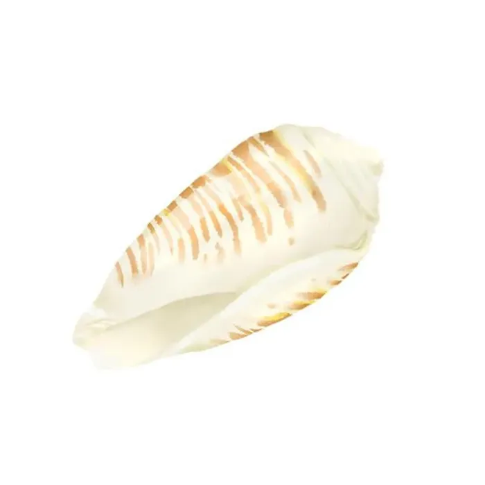 Framed Print : The shell of the strombus clam. Digital watercolor illustration. A beige shell highlighted on a white background Framed Print : The shell of the strombus clam. Digital watercolor illustration. A beige shell highlighted on a white background