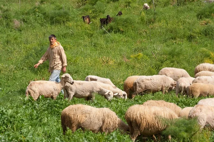 Framed Print : Shepherd walking among his herd of goats in western Turkey Framed Print : Shepherd walking among his herd of goats in western Turkey