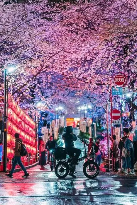 Framed Print : Shibuya Sakuragaoka Sakura Matsuri, Sakura Street - Shibuya, Sakuragaokacho, Shibuya City, Tokyo