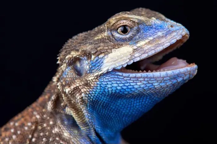 Framed Print : The Shield-tailed agama (Xenagama taylori) is endemic to the Horn of Africa Framed Print : The Shield-tailed agama (Xenagama taylori) is endemic to the Horn of Africa
