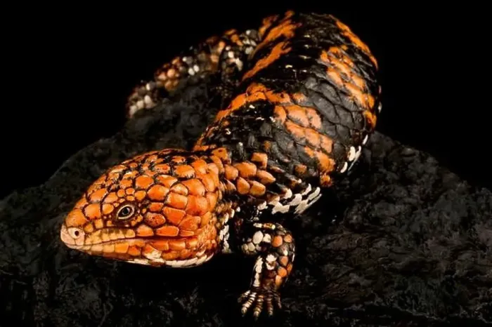 Framed Print : Shingleback skink (Tiliqua rugosa rugosa) Framed Print : Shingleback skink (Tiliqua rugosa rugosa)