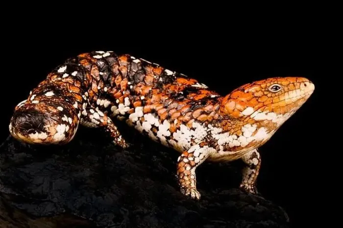 Framed Print : Shingleback skink (Tiliqua rugosa rugosa) Framed Print : Shingleback skink (Tiliqua rugosa rugosa)