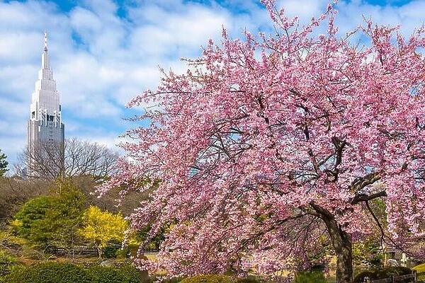 Shinjuku, Japan gardens in the spring season