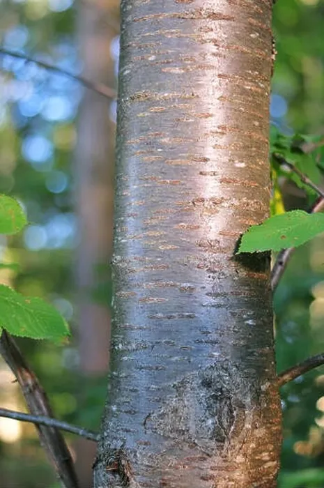 Framed Print : shiny bark of a wild cherry tree in forest, shimmering in morning sun Framed Print : shiny bark of a wild cherry tree in forest, shimmering in morning sun