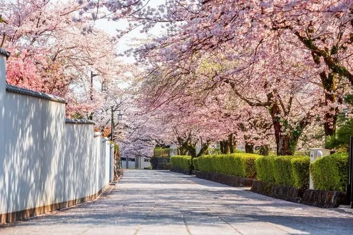 Framed Print : Shizuoka, Japan old town streets with cherry blossoms in Spring season Framed Print : Shizuoka, Japan old town streets with cherry blossoms in Spring season
