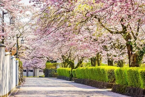Shizuoka, Japan old town streetts in Spring in Spring season