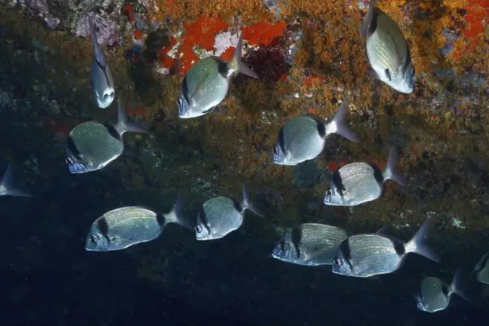 Framed Print : Shoal of silver fish, two-banded bream (Diplodus vulgaris) Framed Print : Shoal of silver fish, two-banded bream (Diplodus vulgaris)