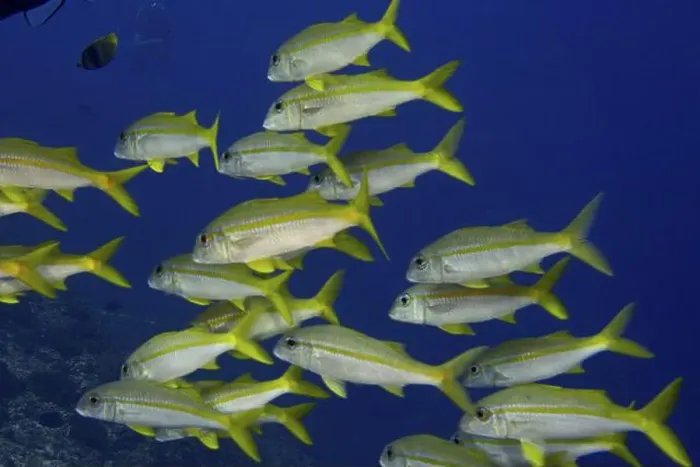 Framed Print : Shoal of yellow fish, yellowtail mullet (Mulloidichthys vanicolensis) Framed Print : Shoal of yellow fish, yellowtail mullet (Mulloidichthys vanicolensis)